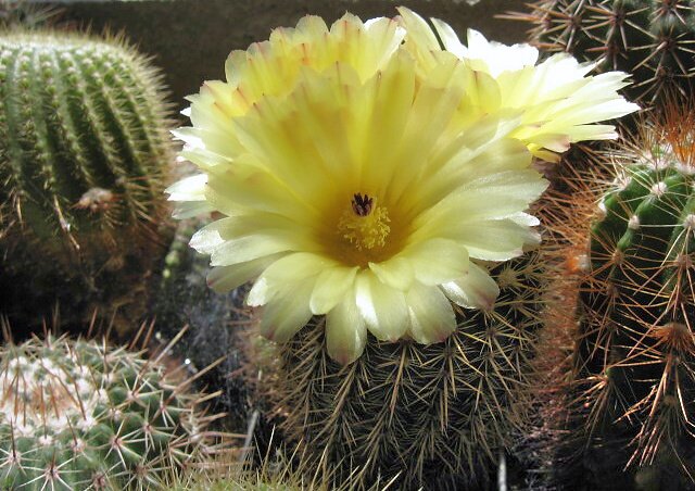 Notocactus eugeniae